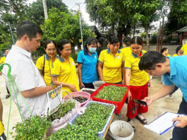 Phụ nữ phường Thới An: Thực hành ủ phân hữu cơ compost và ứng dụng trồng rau mầm